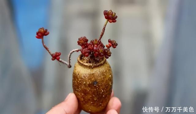 多肉饿着养,个个土肥圆,越矮越小越值钱