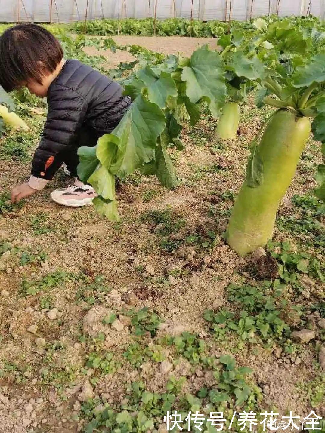 人参萝卜开花了,我种的花,都是这么奇奇怪怪