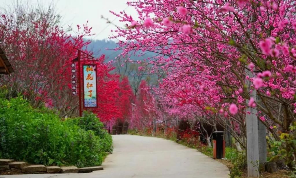 又到一年开花季，收好这份广元赏花指南！