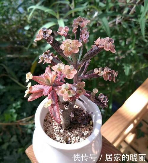 适合|5种强悍多肉,丢花盆里养半年,轻松长满盆,适合新手!