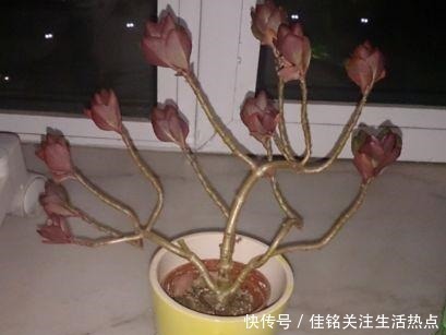 金枝玉叶|长寿花嫁接“金枝玉叶”，技巧简单，轻松变成“火树银花”！