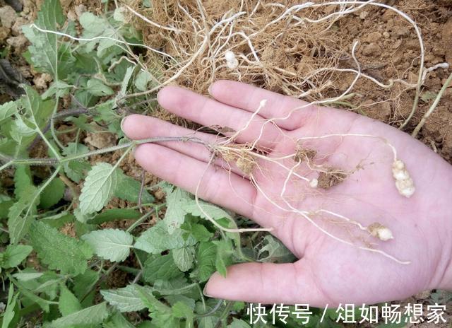 珍贵的1种“野草”,在山坡下繁殖快,人称“地蚕草”,记得珍惜