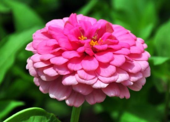 养这些月季,花开花色妖艳,花香四溢,开出的花又大又艳