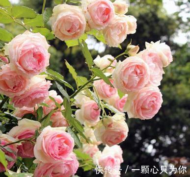 农历九月二十三霜降后,养什么花?以下3种花,爱情永固万事如意