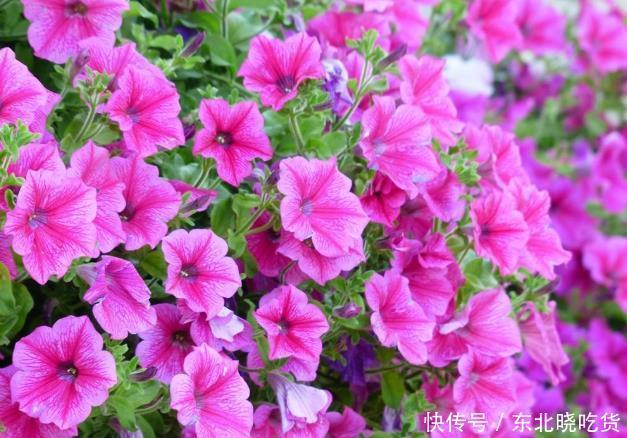 新手养护花卉,就养沾土就活,见光就旺的花卉,花开一整年!