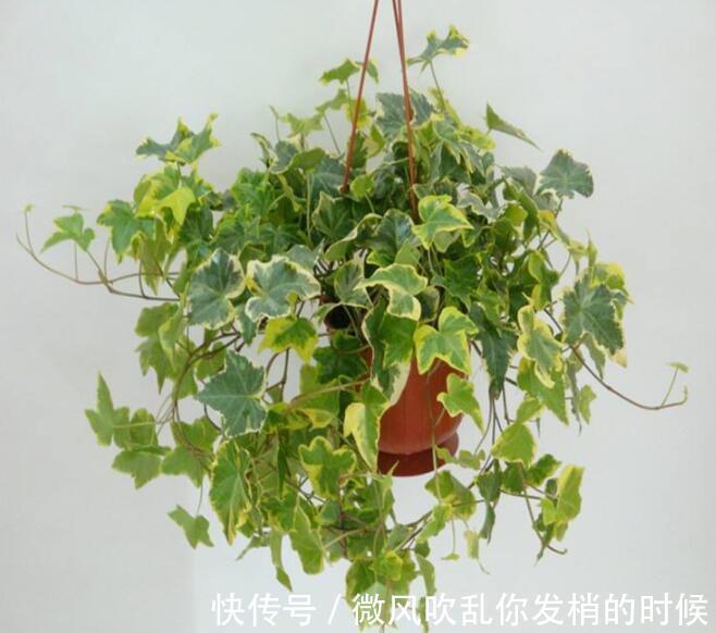 养花长不好教你几招,四季油绿,花比叶还多,养啥都爆盆