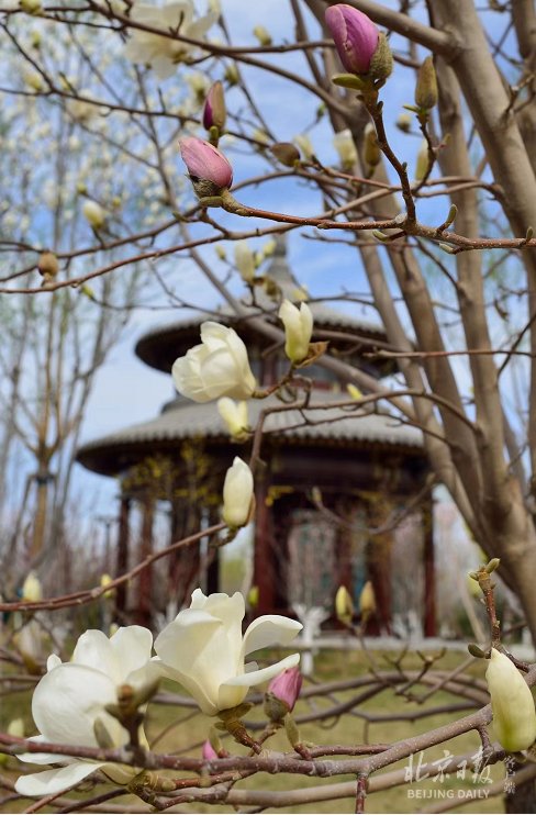 打卡城市綠心公園 5條 最 賞花路線等你來 中國熱點