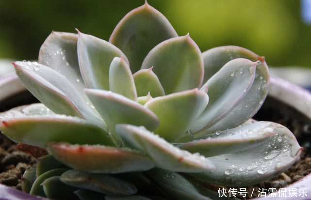 果皮肥|多肉不好养给它喂点“这种水”,快速上色越长越旺,爆盆不是梦