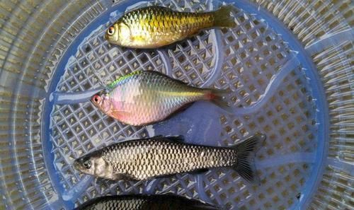 农村|农村儿时这种野生小鱼,有很多叫不出名字的鱼,你还记得多少