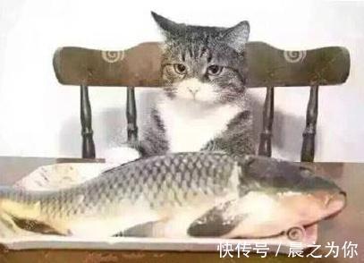 |搞笑GIF:不愧是兄弟两个,连摔跤都是这么同步,好可爱!