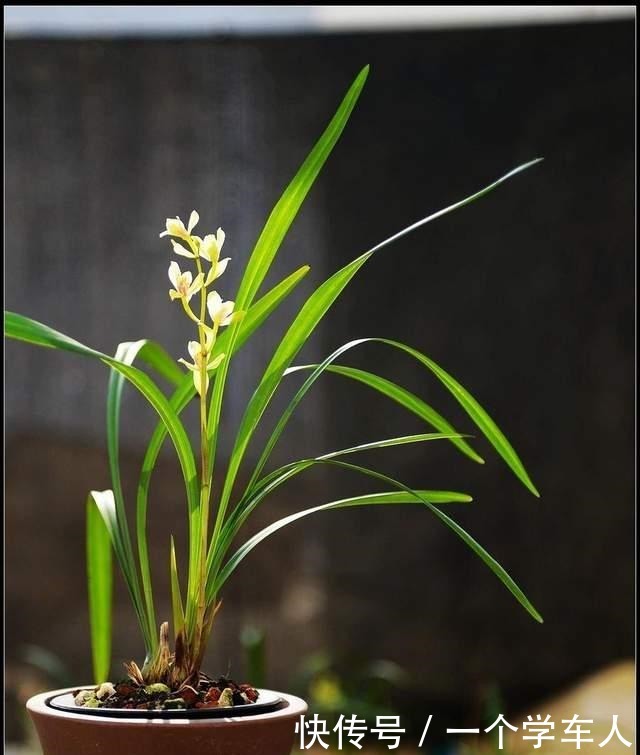 家里没阳台也能养花,这3种花不用晒太阳照常开花!