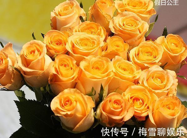 喜欢菊花，不如养盆“稀有玫瑰”假日公主，花开金灿灿，活力四射