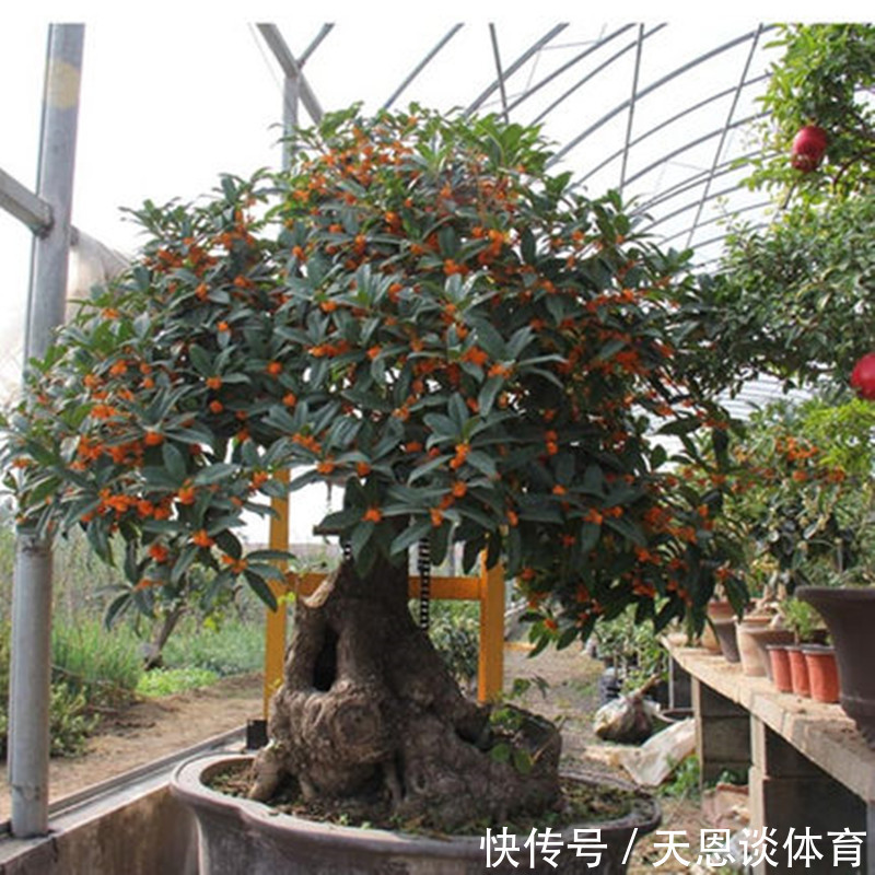 7种树“进宅”，旺财镇宅，延绵百年，家里有地方，一定养一棵