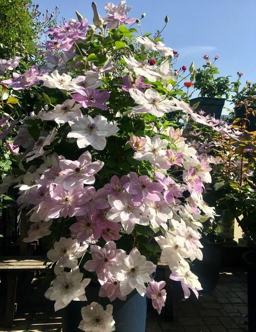 铁线莲界的“仙女”—倒影，花朵又仙又美，小阳台也能养成花瀑布