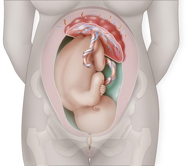 后壁|胎盘前壁和后壁有什么区别3个区别很重要,3个区别可忽视