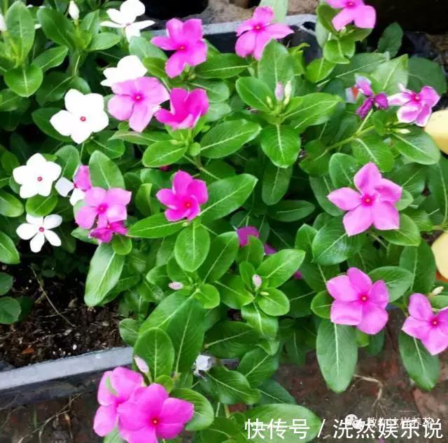 孕蕾|5种花爱晒太阳,越晒花越多,很快就能爆盆!