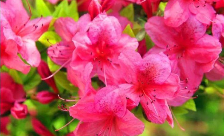 养花就养这几款,花朵小巧玲珑,层层交叠,烂漫迷人眼