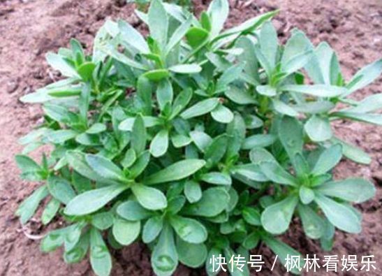 植株|农村称为金不换，含钙量堪比牛奶，过去无人食用，现在一斤10元