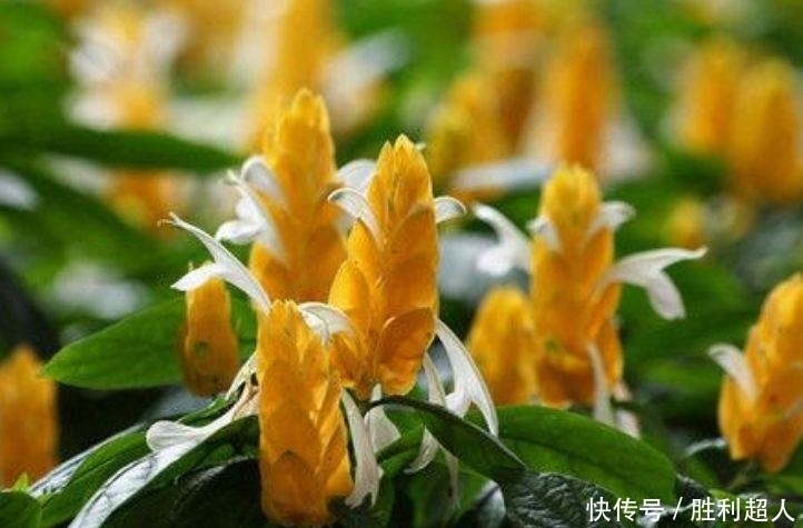 这款花卉养在家里,金黄灿灿,寓意吉祥富贵,是漂亮又好养的花