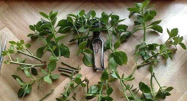 扦插长寿花只需“一根枝”，7天就生根，怎么扦插怎么活