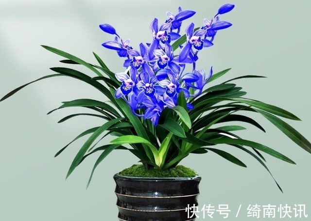 醉玲珑|此兰只应“天上”有,人间哪得几回闻,兰色清雅,让人一见钟情