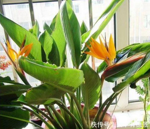 此几款花卉现在入手刚刚好,花大服盆快,开花勤还爱爆盆