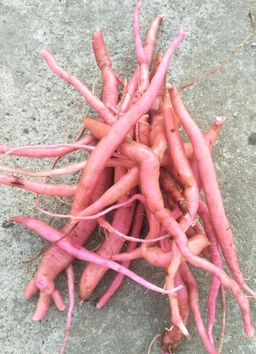 椭圆形|农村一种野生植物,是很好的中草药,吃了力大如牛,现在很少见