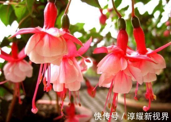 朱瑾花|4种花养了就爆盆,好养易活开花漂亮,花量大不操心,越养越喜欢