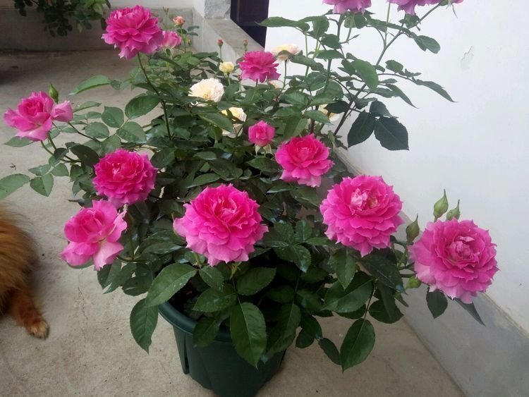 家养4种旺运花,吉祥又喜庆,开花红红火火,旺财又旺运!