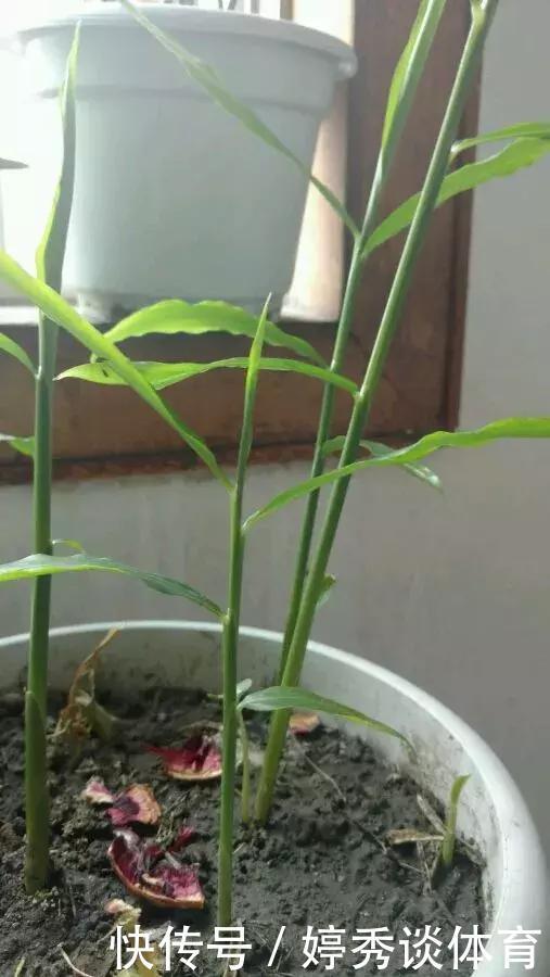 生姜切1刀丢盆里，7天发芽，半年变成“1桶姜”！