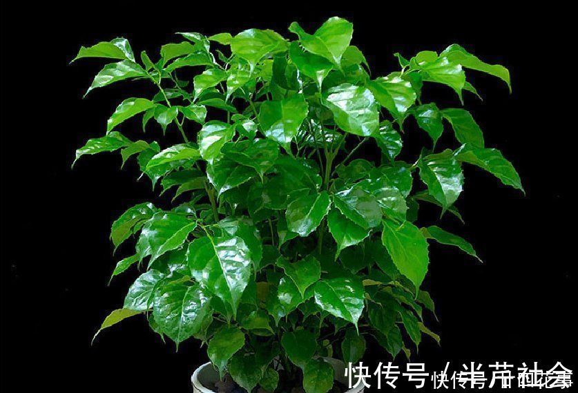 啤酒水|室内养花,喷上4种“水”,叶子油亮不发黄,冬天也生机勃勃