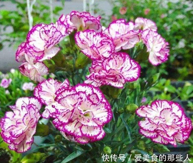 4种福运花,自带福气好养活,随便一养成花海,太美了!