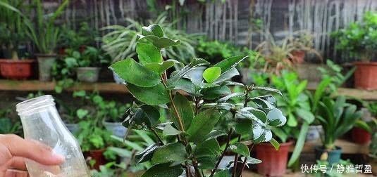 厨房里的调味剂给花“喝”一勺,啥花都“疯”涨,连施肥都省了