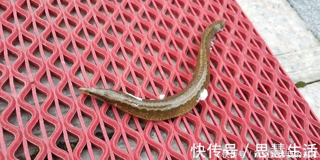 钓鱼|在山里钓到这货,全身花纹背上长刺,网友:这绝不是泥鳅!