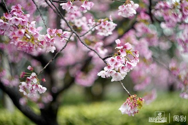 雨打樱花，花衬雨，雨中樱花别样美！内附保姆级拍花攻略