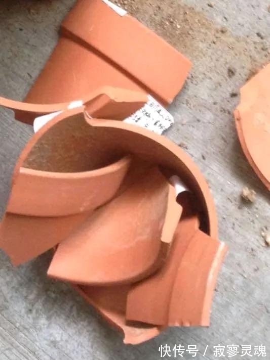 老花农教你这么做,花儿不积水不烂根,盆盆长的精神