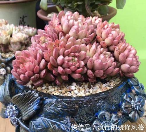 养分|单头多肉如何变多头?最简单的打开方式,新手也会!