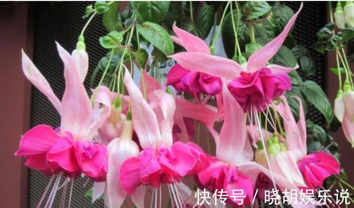 几款花卉,好养易爆盆,花朵姿态万千,颜值超高的