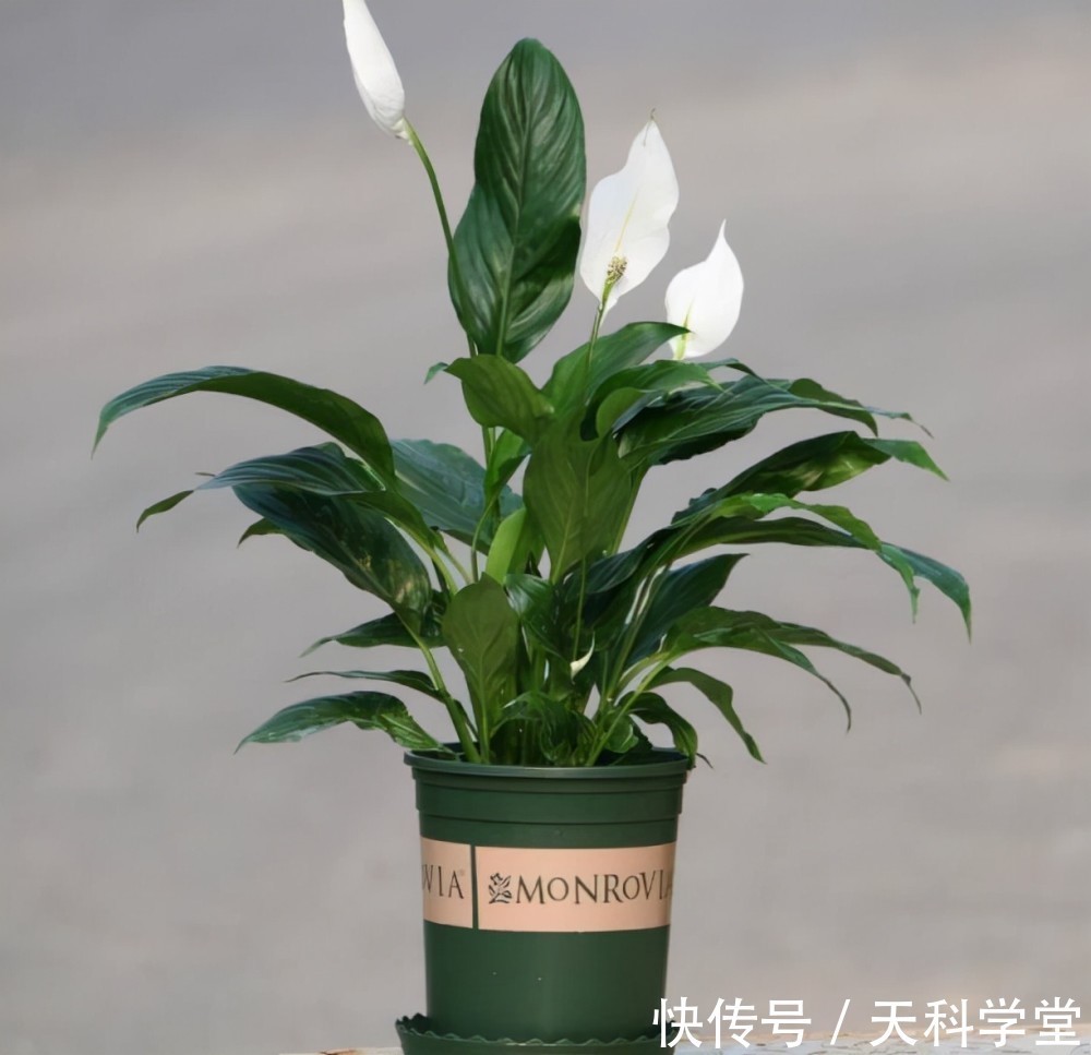 5种漂亮花,耐阴好养又大气,寓意美好还旺人,专为北阳台而生