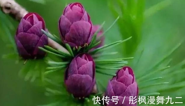 暖阳&你知道这是什么花吗?其实,你家山上就有,只是没有在意