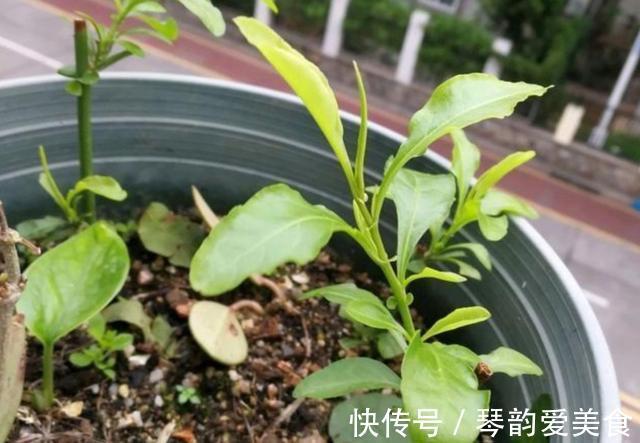 立秋后，建议扦插6种花，温度适宜“利于”生根，成活率高