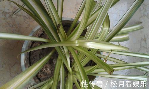 家里吊兰干尖黄叶，用这4招来改善，砰砰返青油亮亮