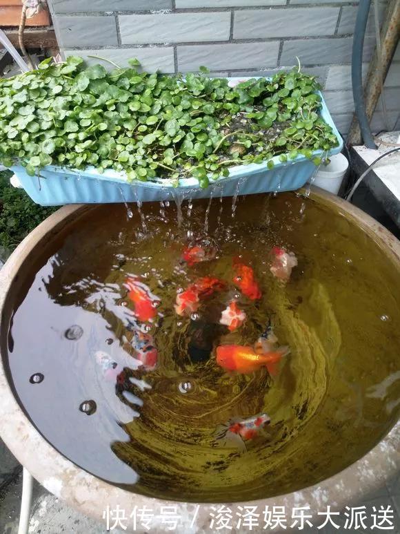 太阳花|咋“折腾”都不死的4种花,越修剪越旺,很难养死