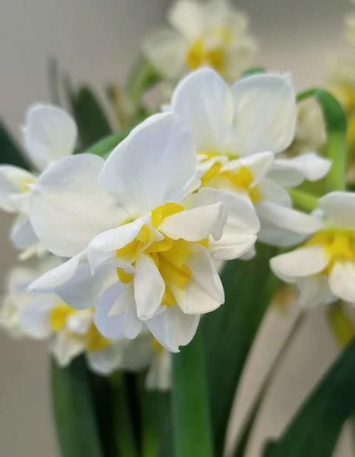 这几种花开完花后直接扔了吧,继续养意义不大