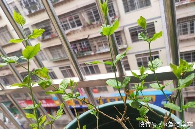 公认难养的6种花,新手慎买,养不活还浪费钱!