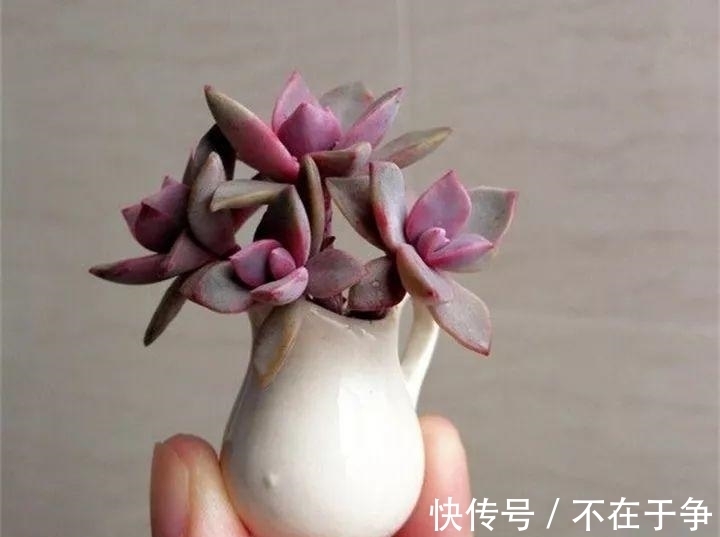 白美人|“拇指大”的花盆，被她塞了几十棵多肉，养一年都不是事！