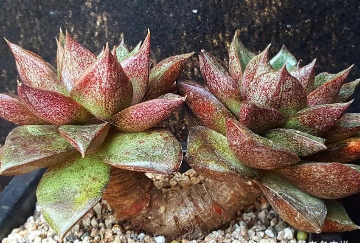 屌丝|多肉大和锦和剑司诺娃,一个好像没贵过,一个则从土豪变成了屌丝