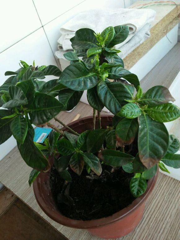 种花|天气凉了,1种花“记得”别买,养1周就耷拉、养30天“光杆”