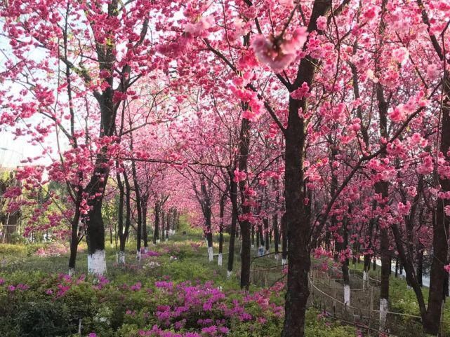 樱花正盛，满目春意