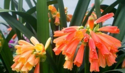 大爷|大爷养花20年,只用3种生活“垃圾”养花,不烂根黄叶,养啥都旺